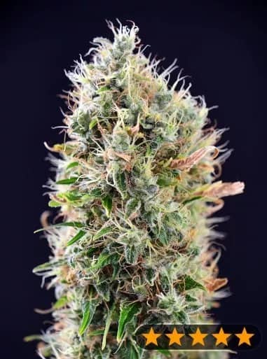 Banana Punch Auto Feminized – Power Strains   