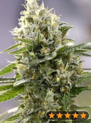 Banana Punch Feminized – Power Strains 