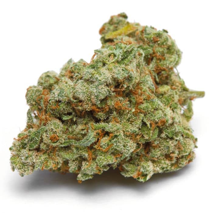 Growers Choice - Banana Sherbet Feminised