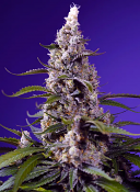 Sweet Seeds - Banana Cream Cake XL Auto - Feminized