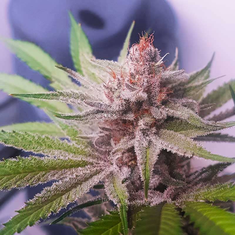 Freedom of Seeds Banana Dance Feminized 