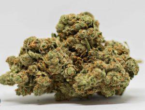 Banana Kush - Feminized - Sensible Seeds Premium Selection 