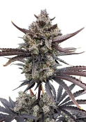 Fast Buds Seeds - Banana Purple Punch Auto RF3 Feminized