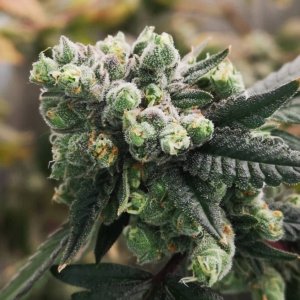 Old School Genetics - Bananaz Feminized