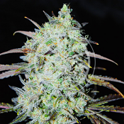 Delicious Seeds - Bay Haze - Feminised