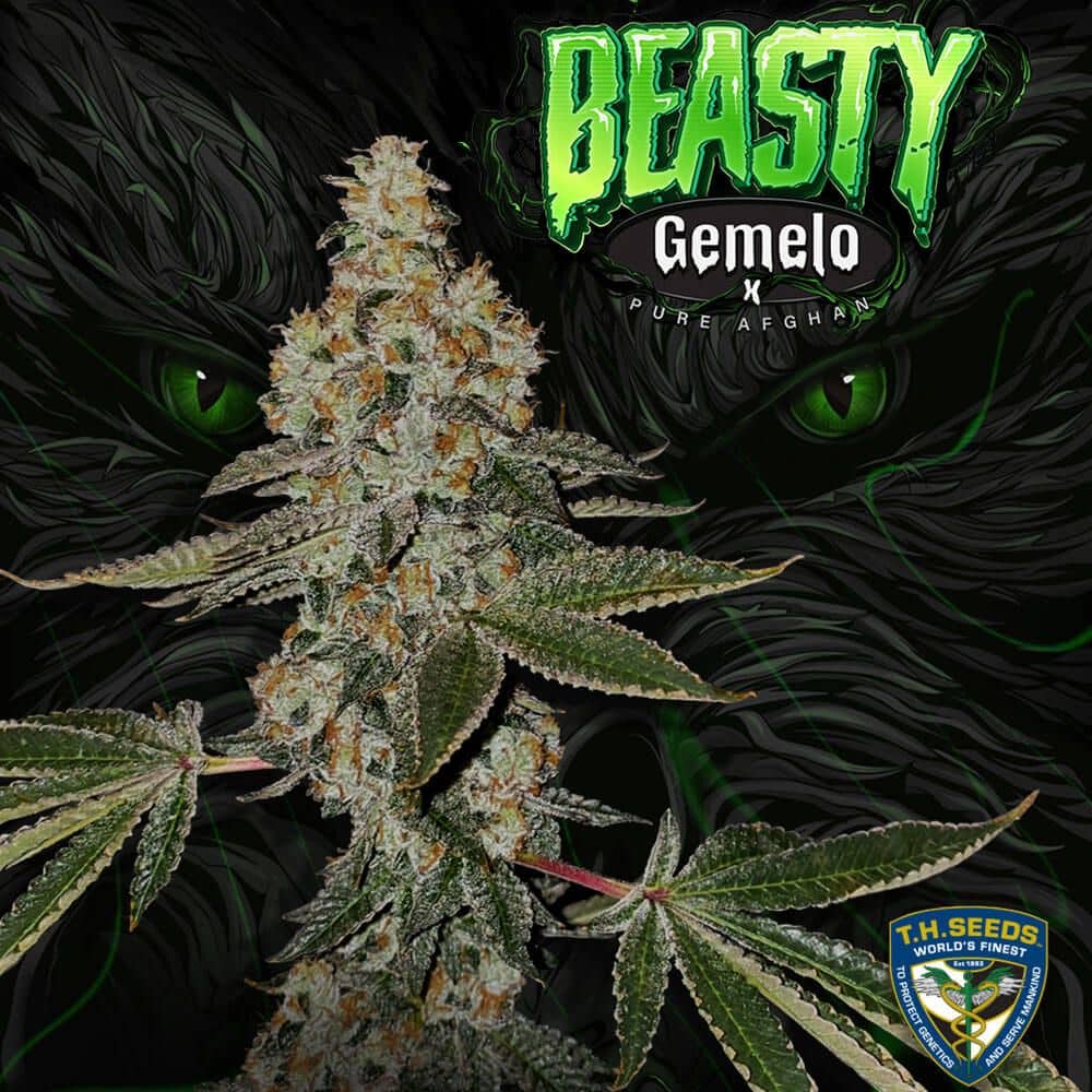 T.H Seeds - BEASTY - Feminized