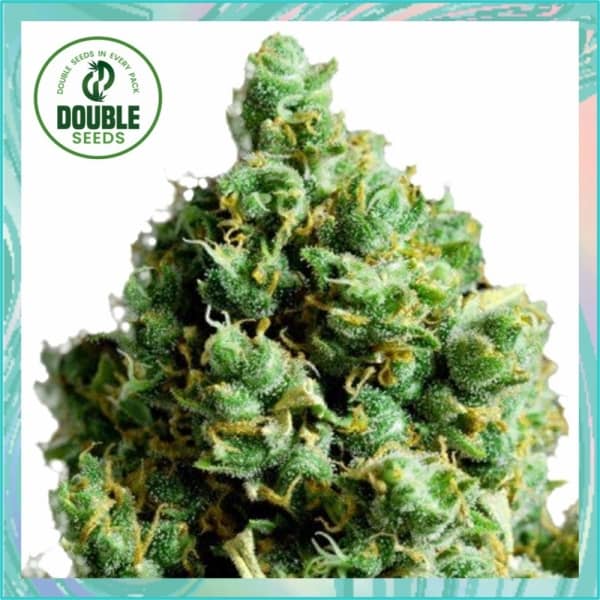 Double Seeds Big Bud Auto Feminized  