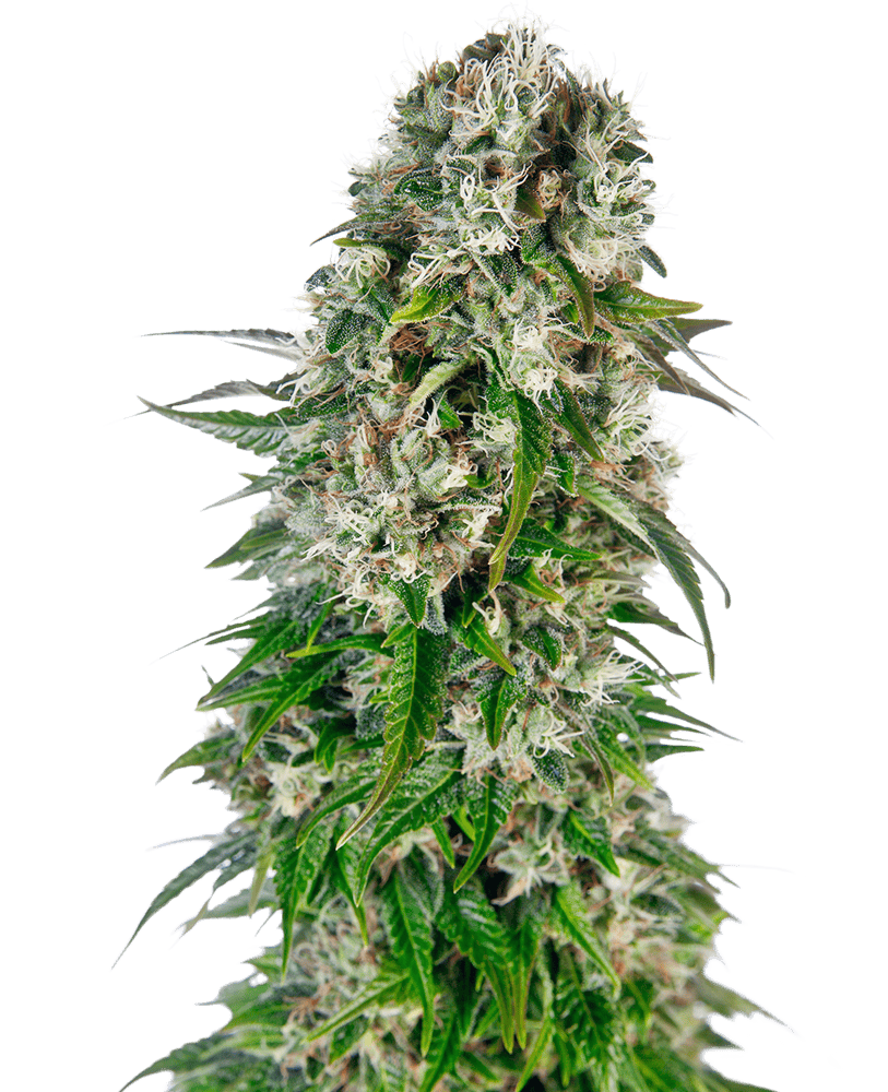 Sensi Seeds - Big Bud Automatic Feminised