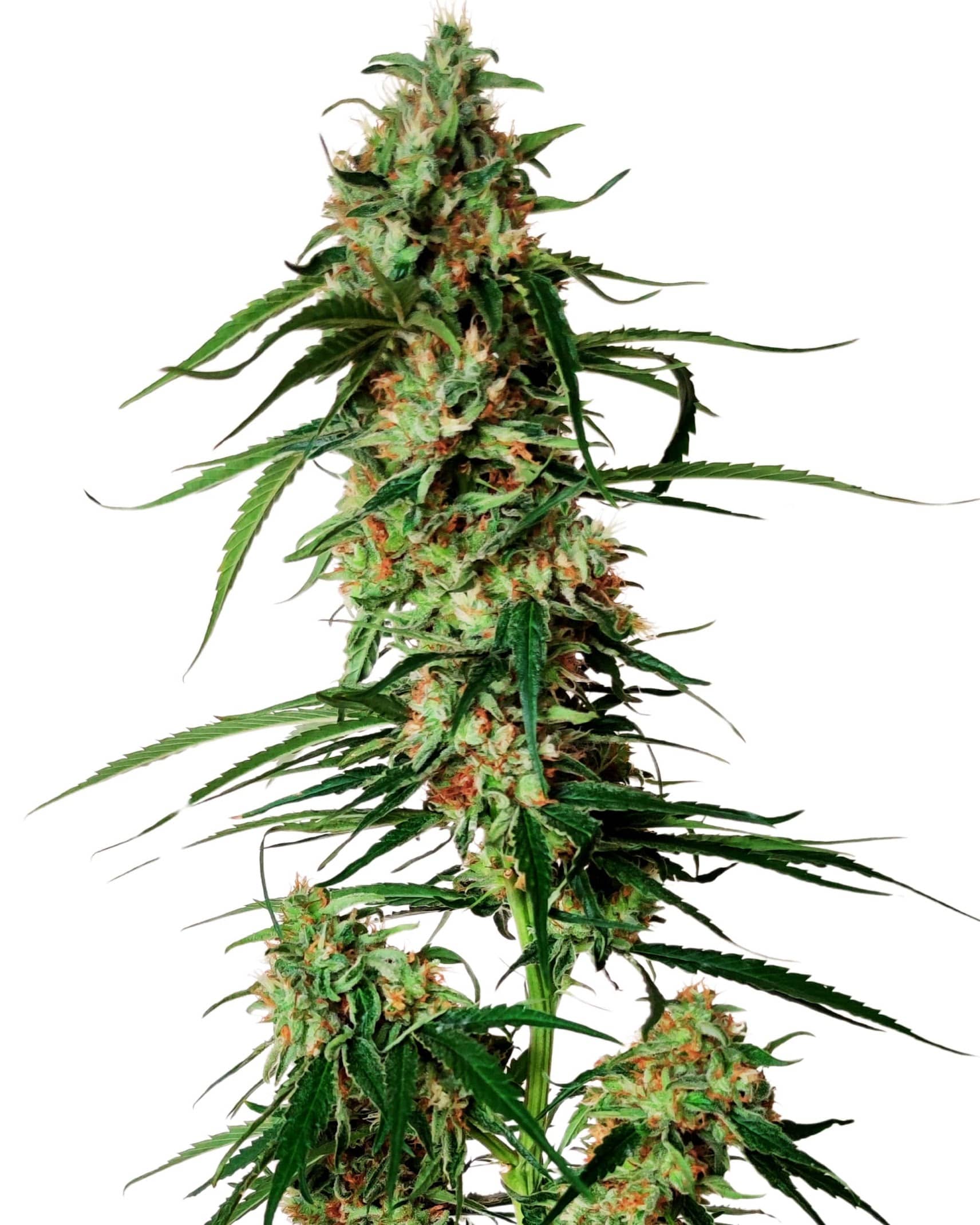 Scott Family Farms Big Sur Holy Weed Regular 