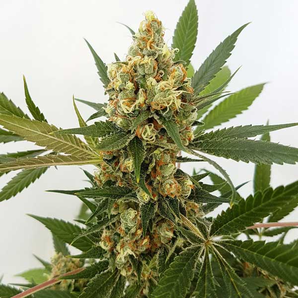 Freedom of Seeds Big Domina Auto Feminised