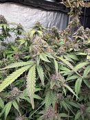 Fast Buds - Biscotti Gelato - Feminised