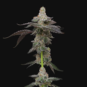 Maverick's Genetics Seeds - Biscotti Feminized
