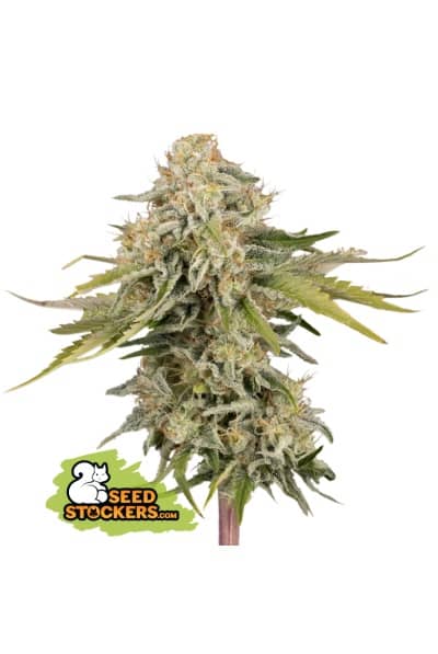Black Rainbow Auto - Feminized - Seed Stockers 