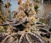 Freedom of Seeds - Black Rainbow Sherbet Feminized