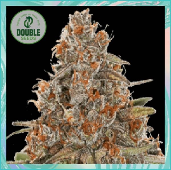 Double Seeds Blackberry Gum Auto Feminized 