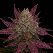 Freedom of Seeds - Blackberry Moonshine Auto Feminized
