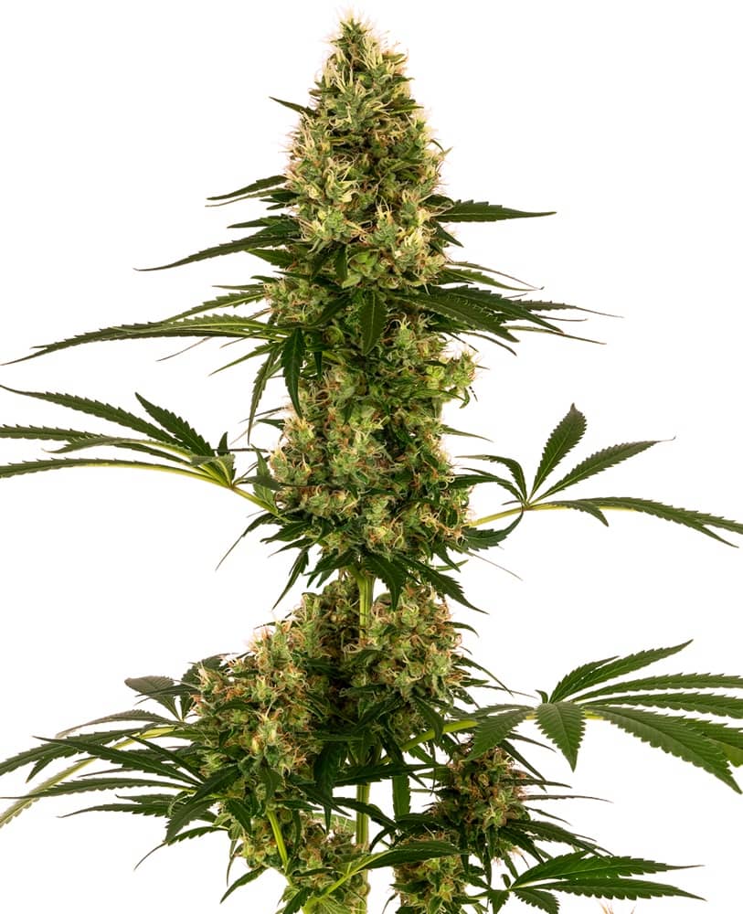 Blue Bullet  Automatic - Feminized - Sensi Seeds 