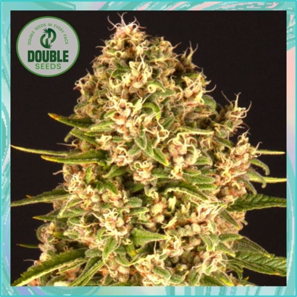 Double Seeds Blue Cheese Feminized