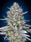 OO Seeds - Blue Dream Fast Version Feminized