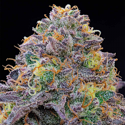Grounded Genetics - Blue Gelonade Feminized