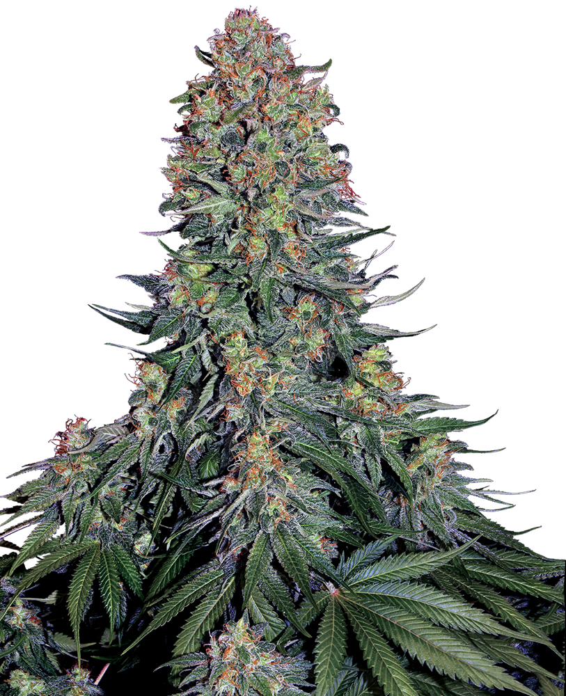 Sensi Seeds - Blue Skunk - Feminized 