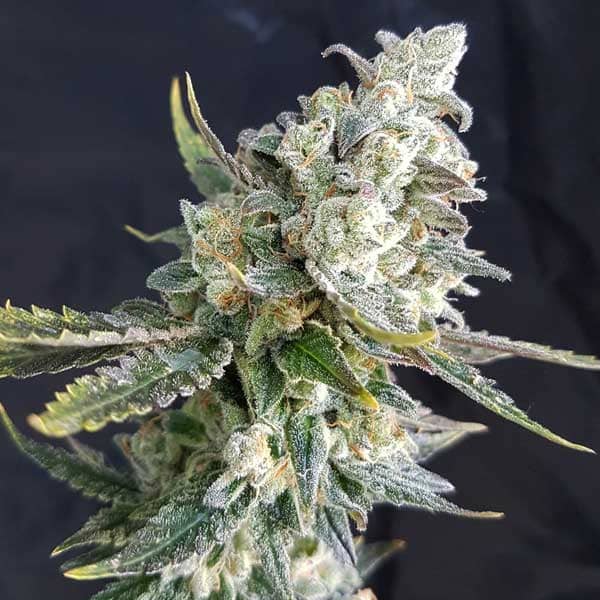 Freedom of Seeds Blue Angel Feminized