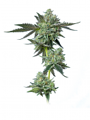Maverick's Genetics Seeds - Blue Zushi Feminized