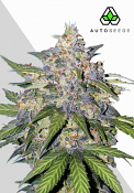 Auto Seeds - Blueberry Auto - Feminised