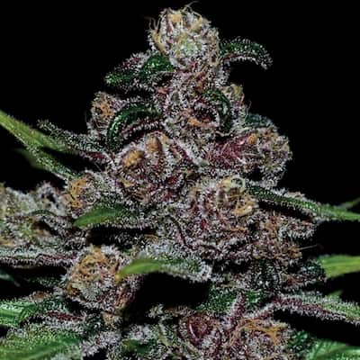 2025 Cannabis Seed Collection - Blueberry Moonrocks - Feminized