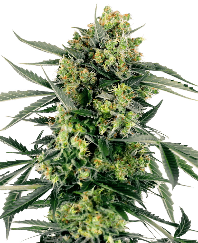 Blueberry Zkittlez Auto Feminized - Sensi Seeds Research 