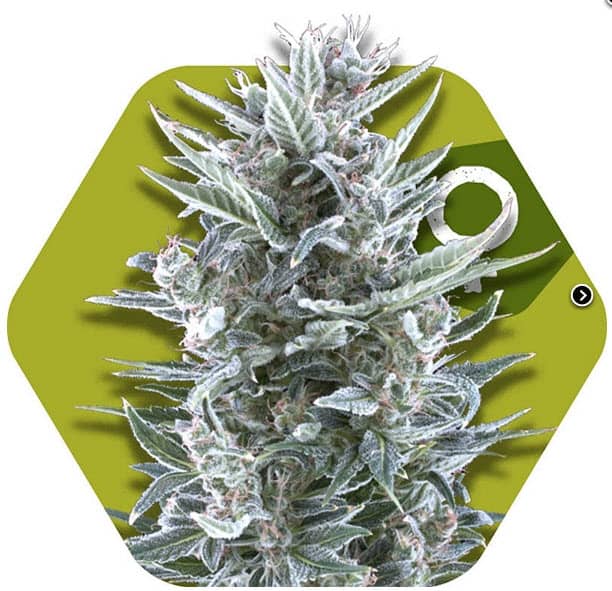 Zambeza Seeds Blueberry Feminized  