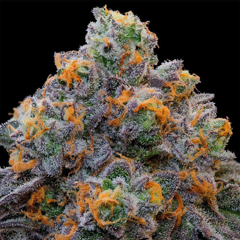 Grounded Genetics - Bluzcotti Feminized