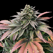 Grateful Seeds - Boobies Feminized