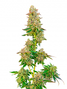 Maverick's Genetics Seeds - Boston Cream Pie Feminized