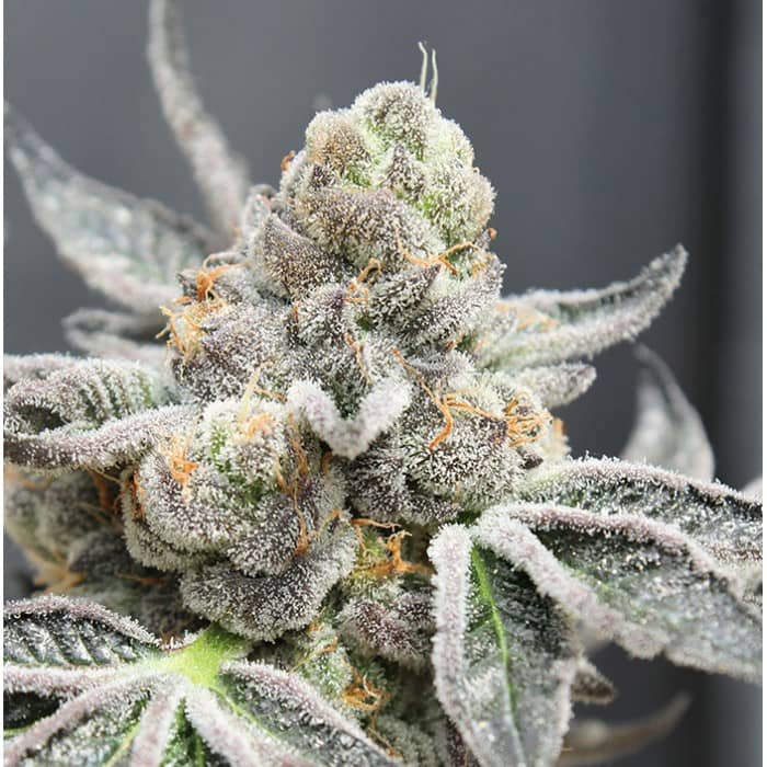 Break Pad Breath- Feminized - Ripper Seeds  