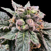 Grateful Seeds - Bro Science Feminized