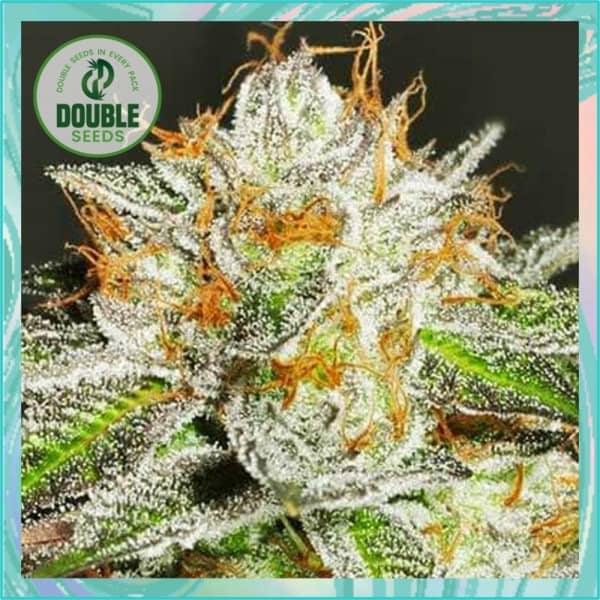 Double Seeds Bruce Banner Feminized  