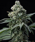 Barney's Farm Seeds - Bruce Banner - Feminized