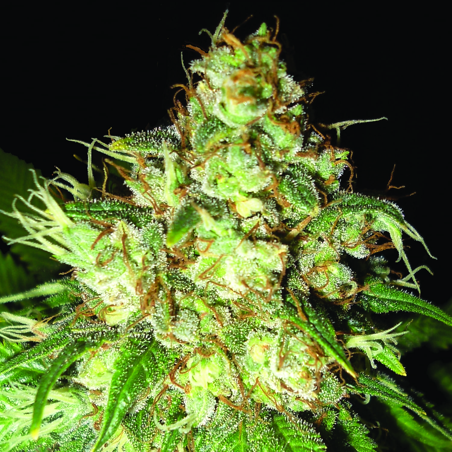 Emerald Triangle Seeds Bubba Cheese Auto Feminized