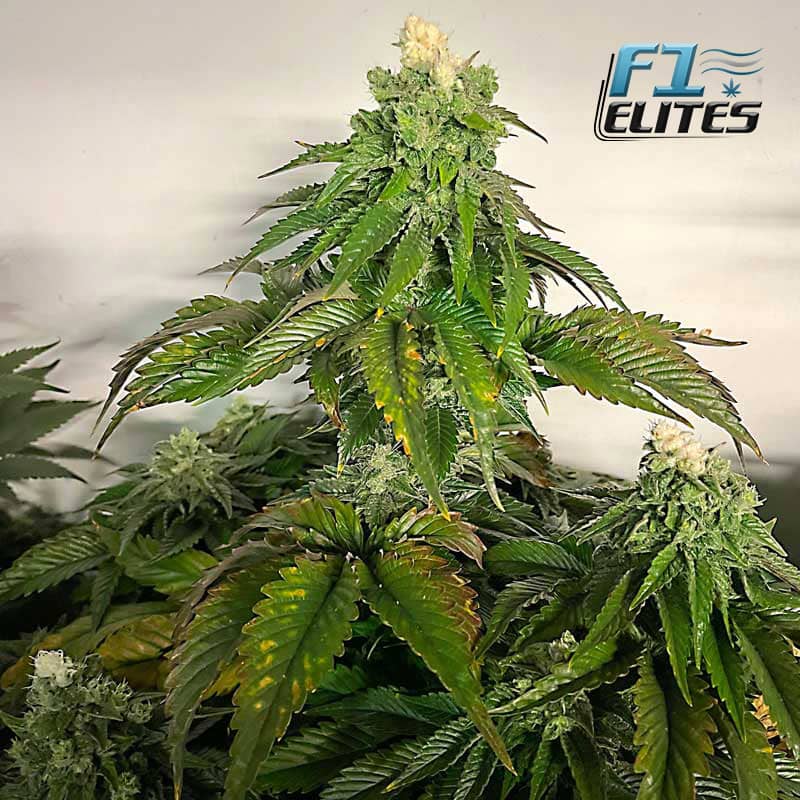 F1 Cannabis Elites Bubba Kush Feminised  