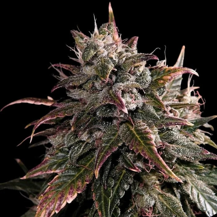 Empire Seeds - Bubble Bath - Feminized