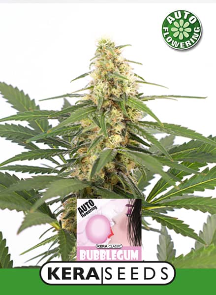 Kera Seeds Bubblegum Auto Feminised 
