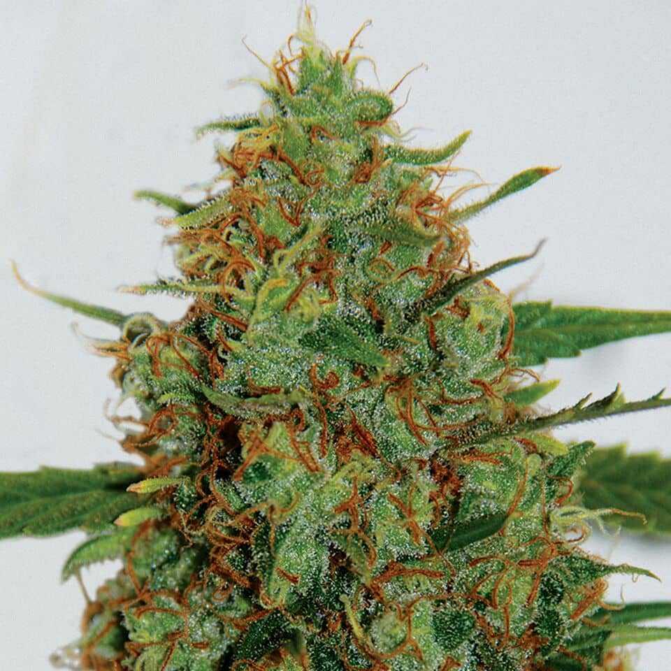 G13 Labs - C 99