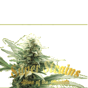 Superstrains Seeds - CBD Agartha Feminised