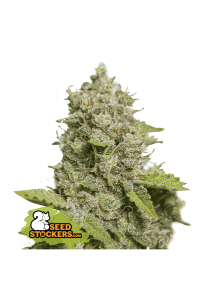 Seed Stockers - CBD Critical XXL Auto - Feminized