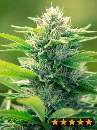 CBD Oil Maker Feminized – Power Strains  