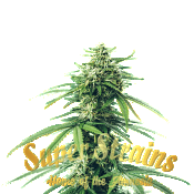 Superstrains Seeds - CBD Saga Feminised