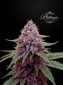 Platinum Reserve - Cherry Custard Feminized