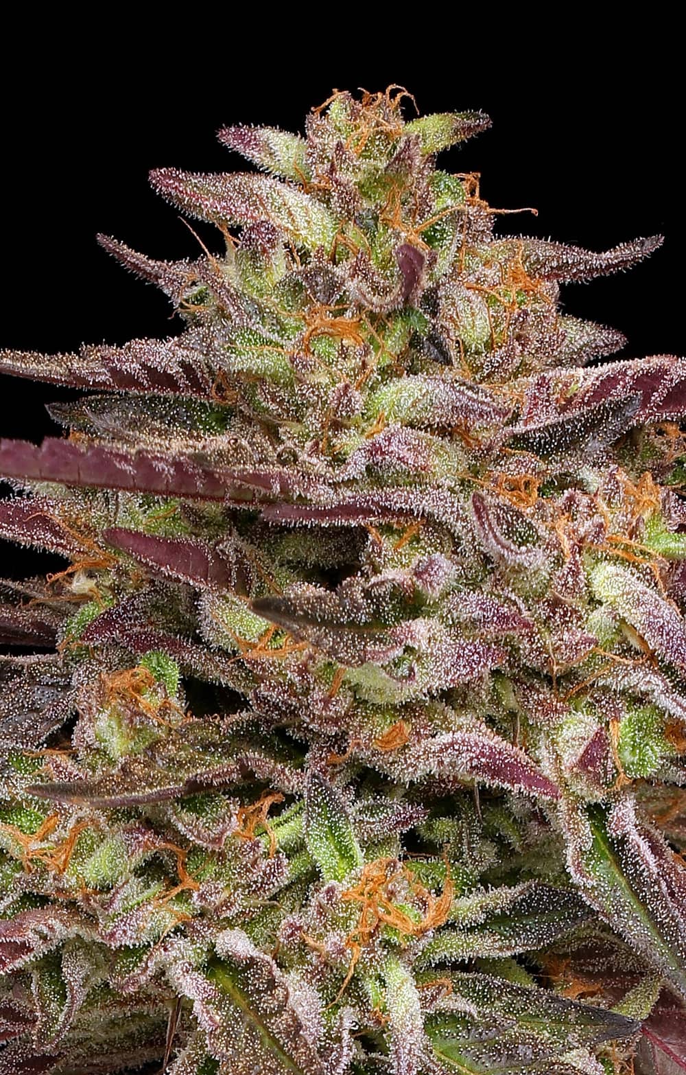 Humboldt Seed Company - COB Salad - Feminised
