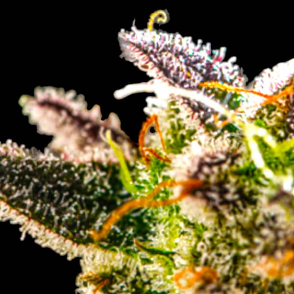 BSBs Cali Collection Cookie Glue XL Feminised